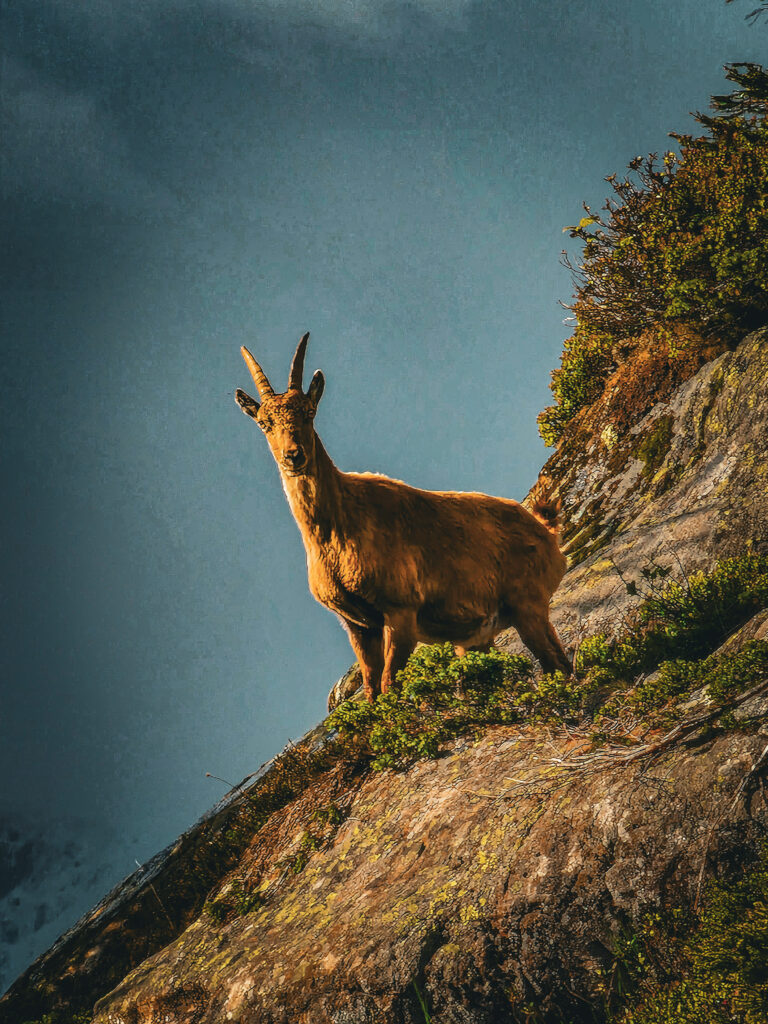 Chamonix Mont Blanc