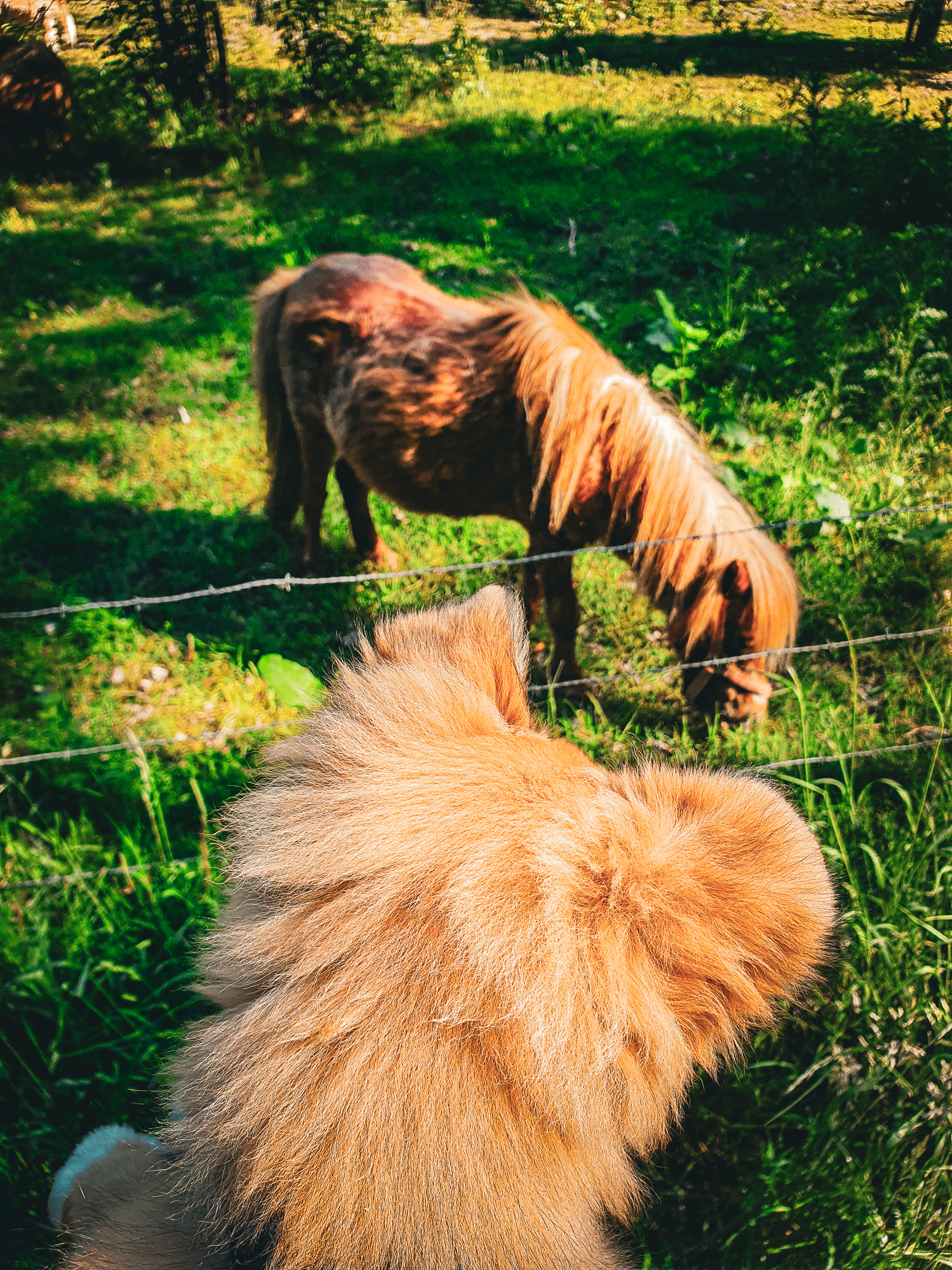 pies, góry, podróże z psem, sheltie, mira peta blog