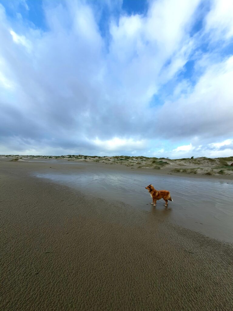 Texel