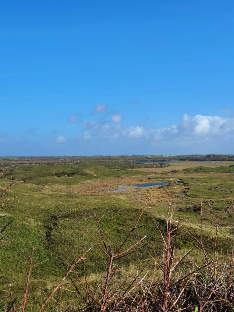 Texel