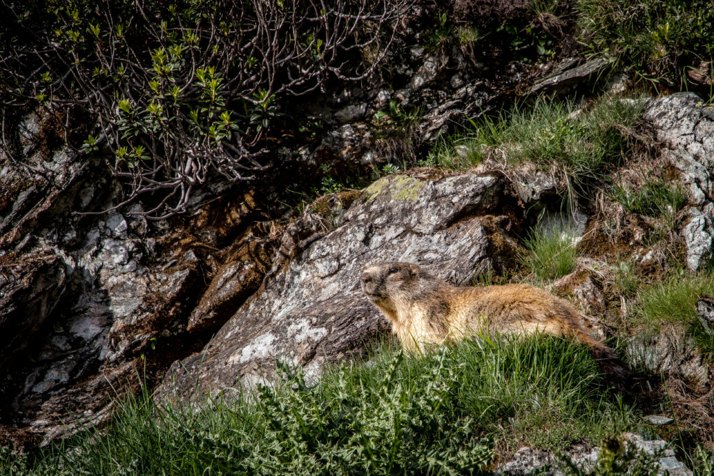 Zermatt Szwajcaria