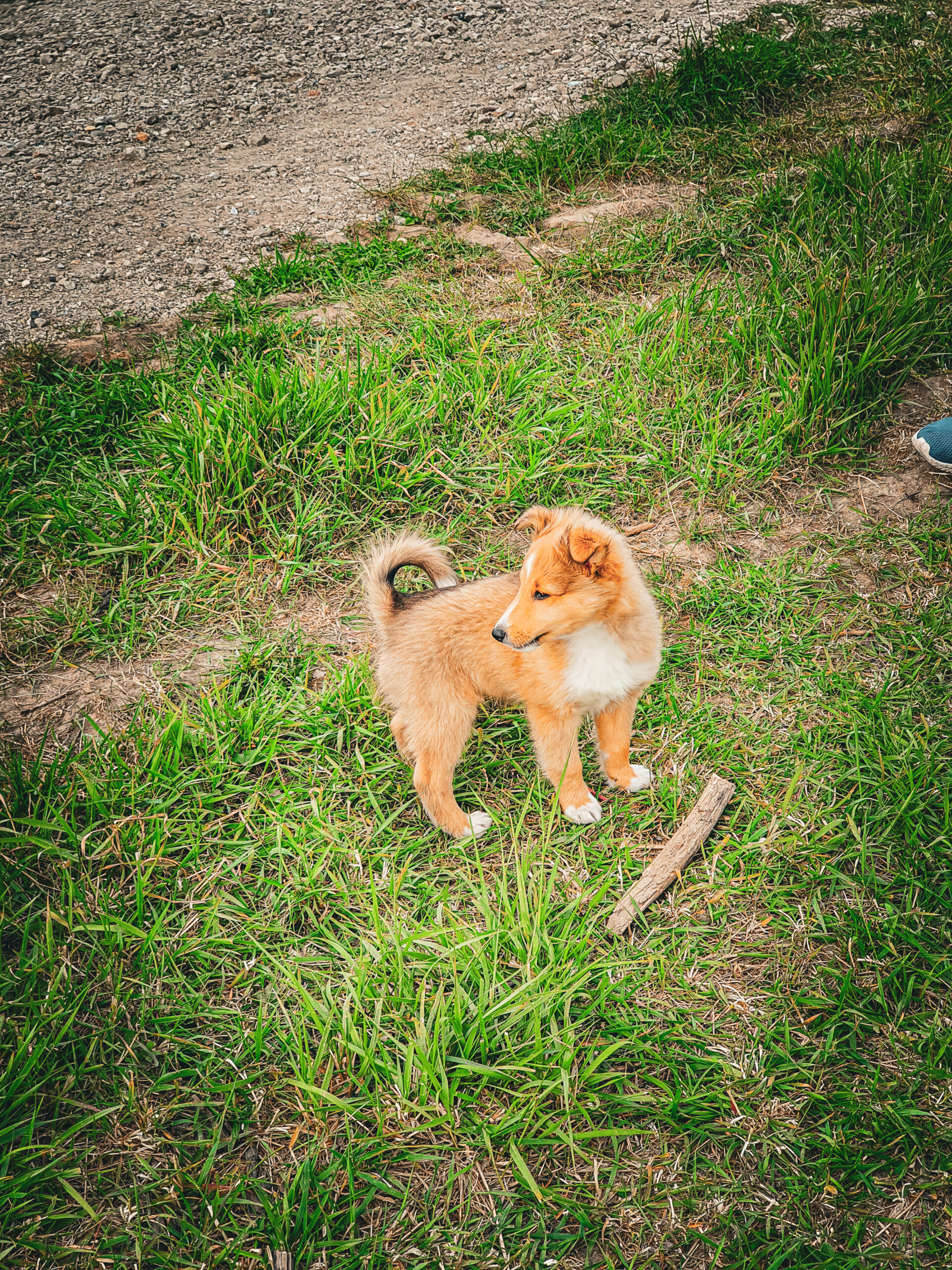 pies, góry, podróże z psem, sheltie, mira peta blog