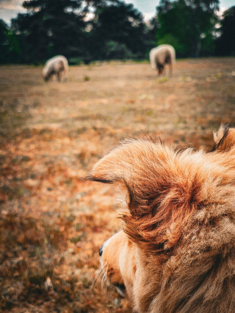 pies, góry, podróże z psem, sheltie, mira peta blog