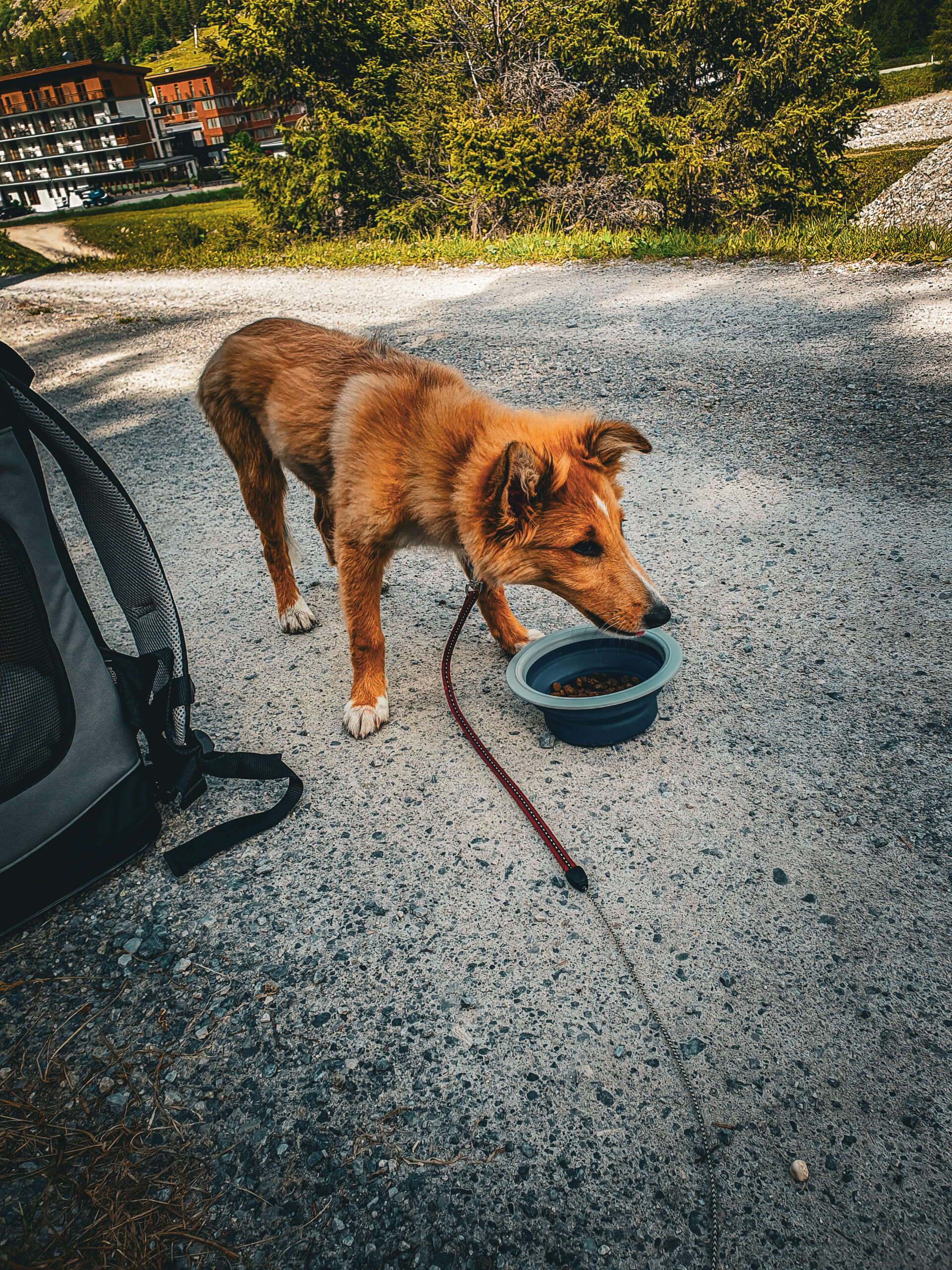 pies, góry, podróże z psem, sheltie, mira peta blog