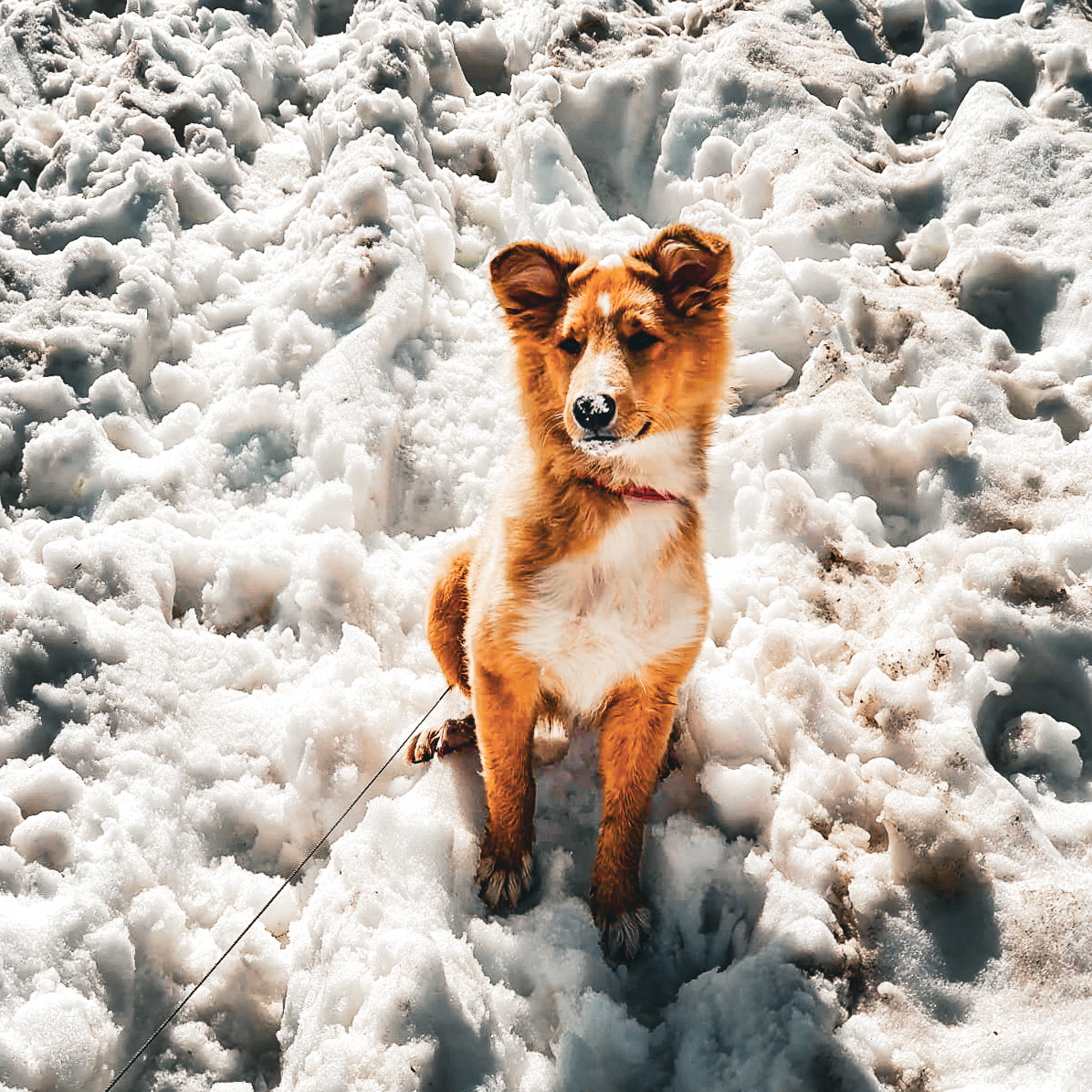 owczarek szetlandzki, Shetland Sheepdog, rasa, sheltie, owczarka, shelties, mira peta blog