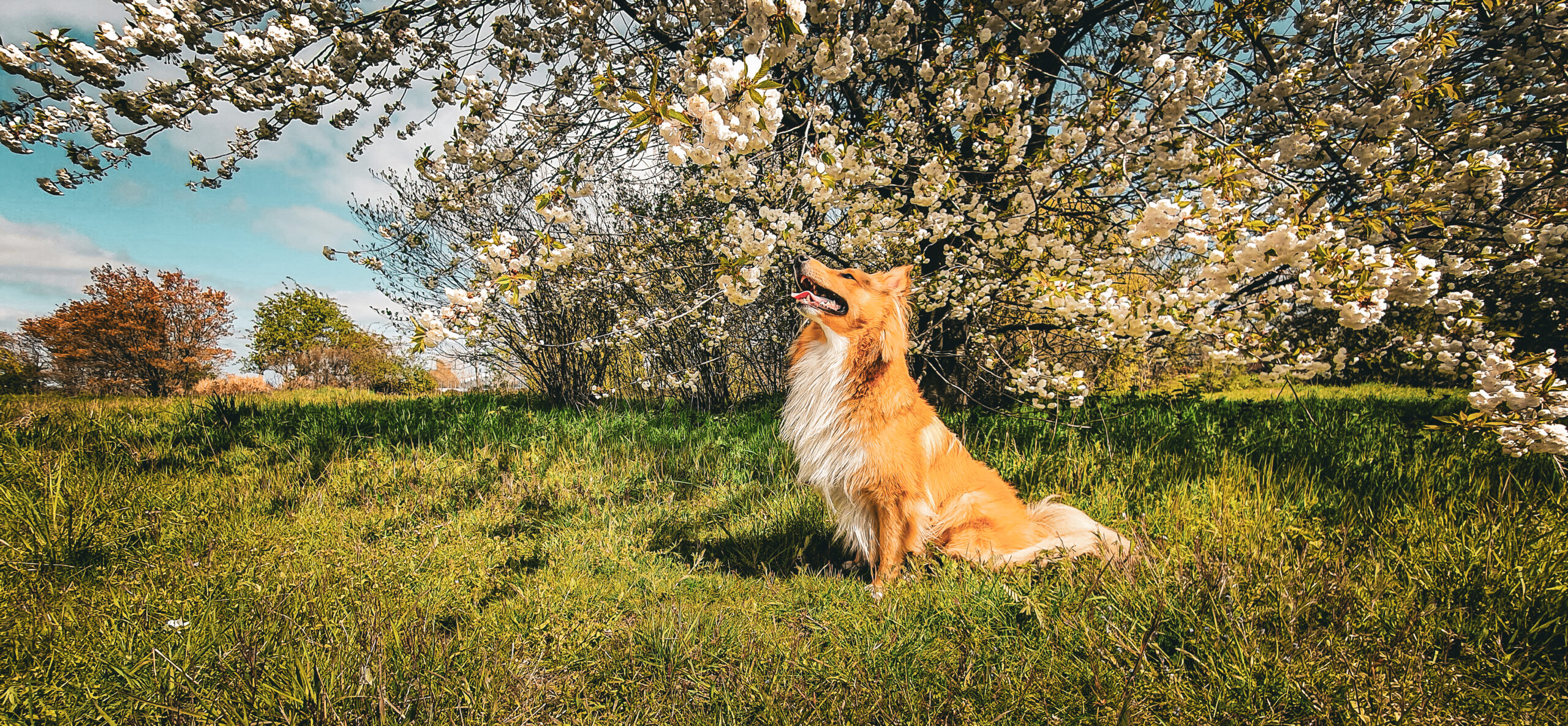 owczarek szetlandzki, Shetland Sheepdog, rasa, sheltie, owczarka, shelties, mira peta blog