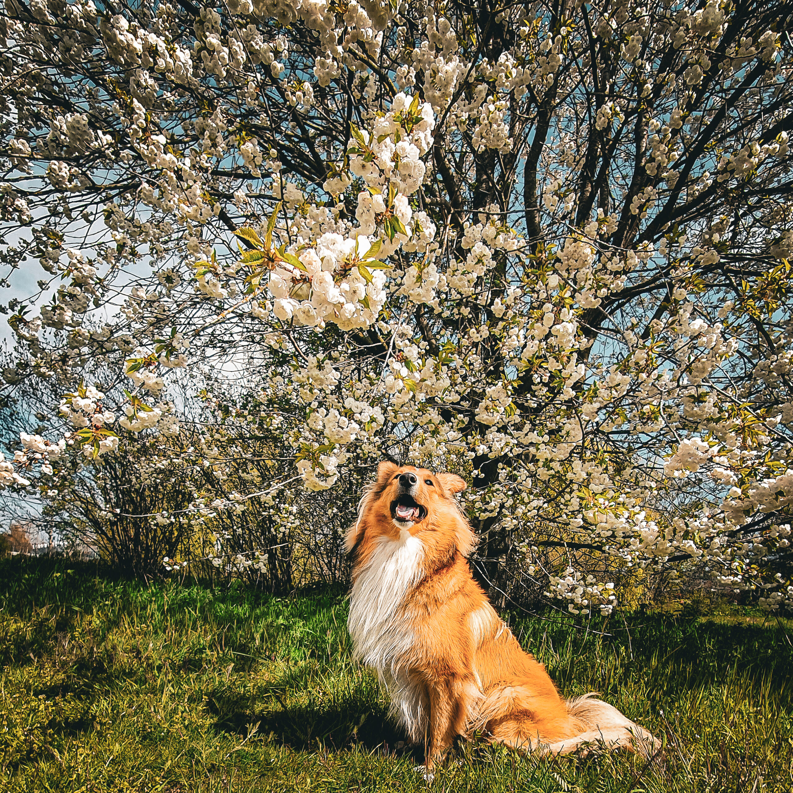 owczarek szetlandzki, Shetland Sheepdog, rasa, sheltie, owczarka, shelties, mira peta blog