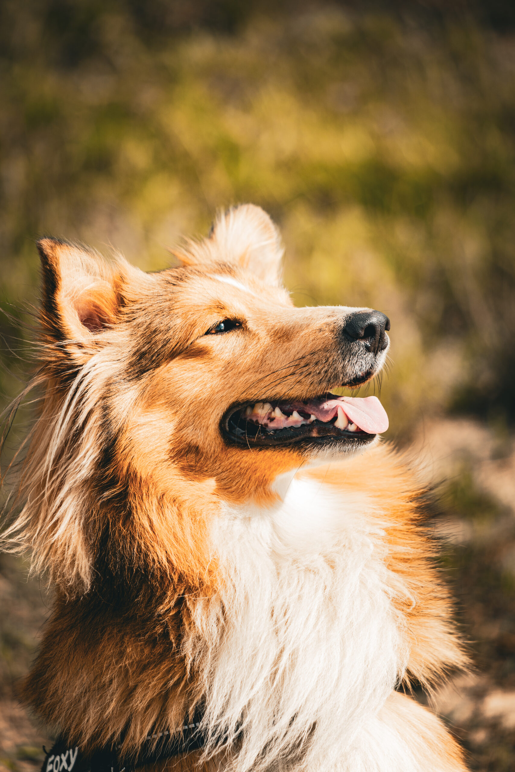 owczarek szetlandzki, Shetland Sheepdog, rasa, sheltie, owczarka, shelties, mira peta blog