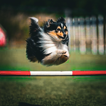 owczarek szetlandzki, Shetland Sheepdog, rasa, sheltie, owczarka, shelties, mira peta blog