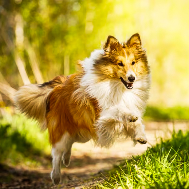 owczarek szetlandzki, Shetland Sheepdog, rasa, sheltie, owczarka, shelties, mira peta blog