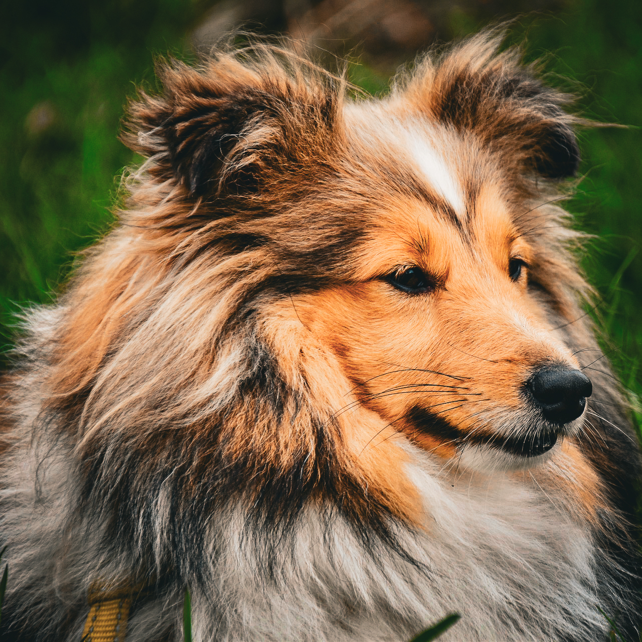 owczarek szetlandzki, Shetland Sheepdog, rasa, sheltie, owczarka, shelties, mira peta blog