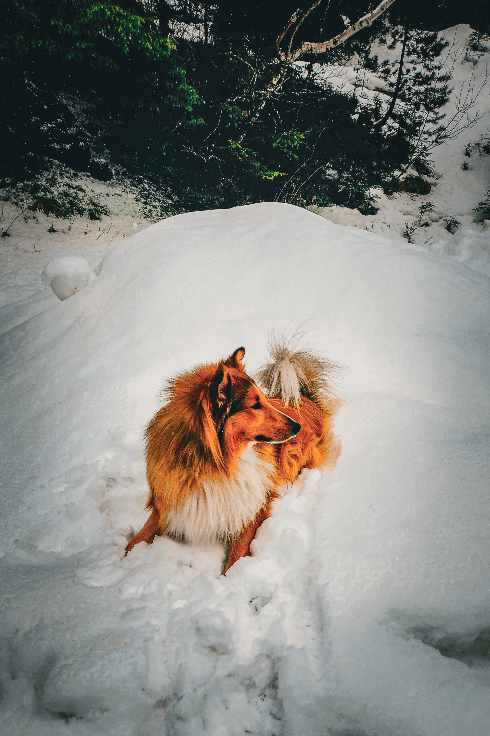 owczarek szetlandzki, Shetland Sheepdog, rasa, sheltie, owczarka, shelties, mira peta blog