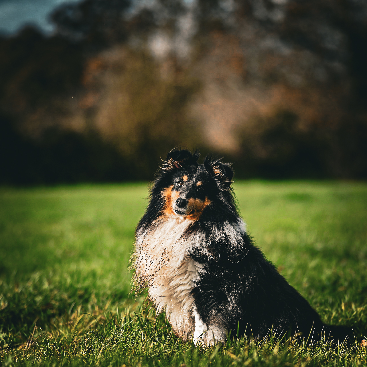 owczarek szetlandzki, Shetland Sheepdog, rasa, sheltie, owczarka, shelties, mira peta blog